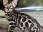 Henry - Bengal Kitten For Sale - Miami&comma; FL&comma; US