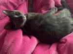 sage - Domestic Cat For Sale - Dover&comma; DE&comma; US