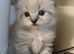 Venus - Ragdoll Kitten For Sale - 