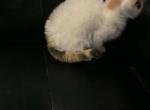 You name her - Domestic Kitten For Sale - 
