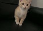 You name him orange - Domestic Kitten For Sale - South Windsor&comma; CT&comma; US