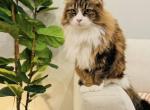 Peach - Siberian Cat For Adoption - Warren&comma; MI&comma; US