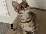 F2 Savannah Girl - Savannah Kitten For Sale - 