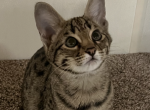 F2 Savannah Boy Wilbert - Savannah Kitten For Sale - 