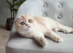 Bruno litter B - Scottish Fold Kitten For Sale - 