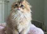 Alice Litter A - Scottish Fold Kitten For Sale - Chesnee&comma; SC&comma; US