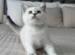 Elvis - Scottish Straight Kitten For Sale - Chesnee&comma; SC&comma; US