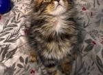 Maine Coon Female - Maine Coon Kitten For Sale - Staten Island&comma; NY&comma; US