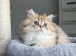 Archie - Scottish Straight Kitten For Sale - Chesnee&comma; SC&comma; US