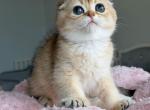 Azalea - Scottish Fold Kitten For Sale - Chesnee&comma; SC&comma; US