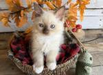 Mahi - Ragdoll Kitten For Sale - FL&comma; US