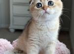 Amelia - Scottish Fold Kitten For Sale - Chesnee&comma; SC&comma; US