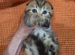 Tigr - Scottish Fold Kitten For Sale - Commerce City&comma; CO&comma; US