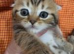 Tigr - Scottish Fold Kitten For Sale - 