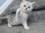 Song - Scottish Straight Kitten For Sale - 