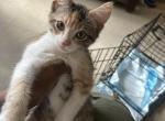 Calico - American Shorthair Kitten For Sale - Bronx&comma; NY&comma; US