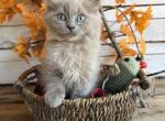 Goldfish - Ragdoll Kitten For Sale - FL&comma; US