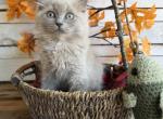 Koi - Ragdoll Kitten For Sale - FL&comma; US
