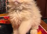 Cream colored selkirk rex male - Selkirk Rex Kitten For Sale - Simpsonville&comma; SC&comma; US