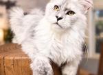 Luna female High Smoke Polydactyl - Maine Coon Kitten For Sale - Grant Valkaria&comma; FL&comma; US