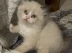 Panda - Ragamuffin Kitten For Sale - NY&comma; US