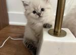 Nelly Rare Ragdoll Scottish kitten - Ragdoll Kitten For Sale - 
