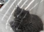 Alfie Rare Ragdoll Scottish kitten - Ragdoll Kitten For Sale - 
