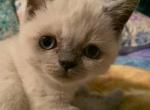 Sadie - Himalayan Kitten For Sale - Levittown&comma; PA&comma; US