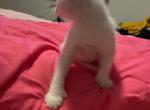 You name him - Turkish Van Kitten For Sale - 