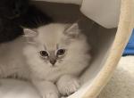 Icee Rare Ragdoll Scottish kitten - Ragdoll Kitten For Sale - Exton&comma; PA&comma; US