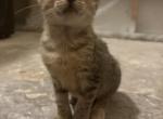 Meowchi - Domestic Kitten For Adoption - 