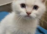 Sweet British Shorthair Kittens Pet Only - British Shorthair Kitten For Sale - Adelaide&comma; CA&comma; US