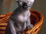 Aphrodite - Sphynx Kitten For Sale - 