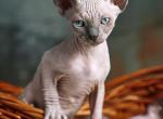 Nefertiti - Sphynx Kitten For Sale - 