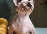 Lion - Sphynx Kitten For Sale - 