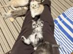 Coastal Maines TICA registered Champion bloodline - Maine Coon Kitten For Sale - Narragansett&comma; RI&comma; US