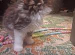 BB - Munchkin Kitten For Sale - Saint Paul&comma; MN&comma; US