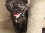 Fauna - Domestic Kitten For Sale - Kissimmee&comma; FL&comma; US