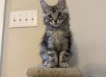 Silver tabby male - Maine Coon Kitten For Sale - Chapel Hill&comma; NC&comma; US
