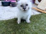 Boo - Siamese Kitten For Adoption - 