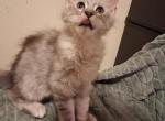 Oden - Maine Coon Kitten For Sale - 