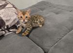 Lola - Bengal Kitten For Sale - Hollywood&comma; FL&comma; US