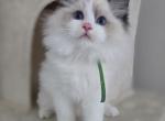 Afroditedolls Viking - Ragdoll Kitten For Sale - Parrish&comma; FL&comma; US