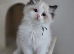 Afroditedolls Ivar - Ragdoll Kitten For Sale - Parrish&comma; FL&comma; US
