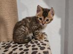 Carry - Bengal Kitten For Sale - 