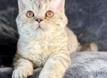 Sprite - Selkirk Rex Kitten For Sale - Lexington&comma; NC&comma; US