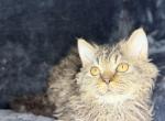 Laddie - Selkirk Rex Kitten For Sale - Lexington&comma; NC&comma; US