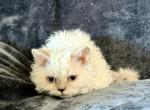 Tryst - Selkirk Rex Kitten For Sale - Lexington&comma; NC&comma; US