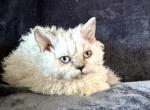 Tryst - Selkirk Rex Kitten For Sale - Lexington&comma; NC&comma; US
