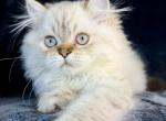 Lassie - Selkirk Rex Kitten For Sale - Lexington&comma; NC&comma; US